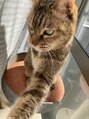 モリサロン(morisalon) 17歳の猫さん♪【六会日大前駅/湘南台】