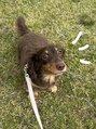 ミーム JR尼崎(meem.)&nbsp;愛犬のミニチュアダックスです！