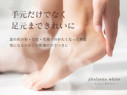 ファレノホワイトの写真