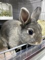 モモ 豊中店(momo)&nbsp;家で飼ってるうさぎです♪なでなで大好きで可愛いです!!