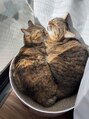 王様の昼寝 市川店&nbsp;私の愛猫です！日向ぼっこしてる姿が愛らしいです(*^^*)