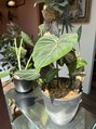 サロンエヌ(salon N) 珍しい品種の植物を育てていて、イベントにも出店しています♪