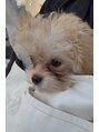 アルページュ 溝の口店(ARPEGE)&nbsp;愛犬のチワプーちゃんです♪