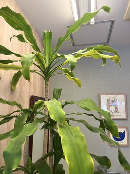 かんの鍼灸整骨院/観葉植物たち