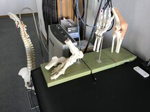 カイロイズム 腰痛バスター 安城/骨格の模型