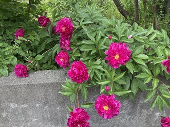 ソワンド ルバンシュ/我が家の庭☆