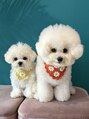 ネイル スタジオ ブルーミー(Bloomy) 2匹ビションフリーゼを飼っています!Instagram→@bichon._.may