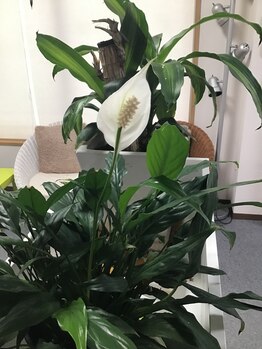 ヤスマル(YASUMARU)/植物たちからも癒されるサロン♪