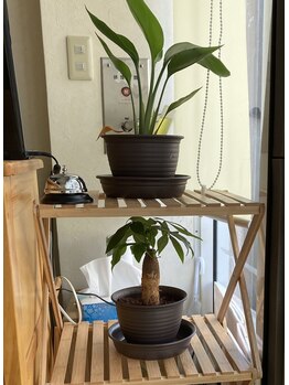 ここちよ/観葉植物