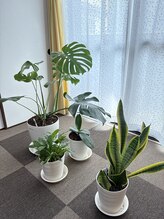 アマテル(AMATERU)/サロンの植物