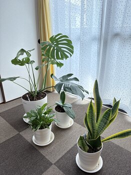 アマテル(AMATERU)/サロンの植物