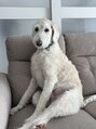 ハチノジネイル わんちゃん大好きです