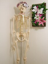 小顔革命 小顔 全身美容矯正専門店/人体模型☆名前募集中(^^♪