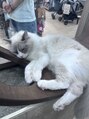 アンノーニ(ANonni)&nbsp;猫カフェにハマっています(^^)猫飼いたいです♪