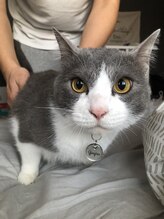 アルティスト(Artiste)&nbsp;銀次郎 