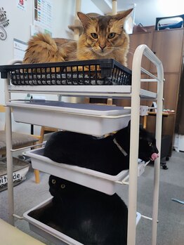 眠れるほぐし処うたたね 神楽坂本店/ねこと戯れることもできます♪