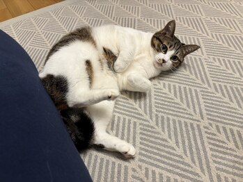 カロレ(Calore)/看板猫