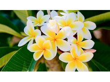 ジャワの宝石/白いプルメリアの花アロマ