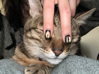 オウェル(owell)/猫目ネイル