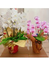 エイジェイビューティー 上野店(AJ Beauty)/素敵な胡蝶蘭♪