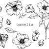 カメリア(camelia)ロゴ