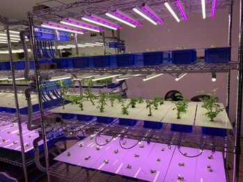 サロン プラナ スペース/水耕栽培