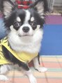 チャンプ 高の原店(Champ)&nbsp;実家で飼っていているロングコートチワワのらいるくんです！