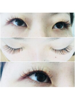 ルピナス(Lupinus)/カラーボリュームラッシュ500本