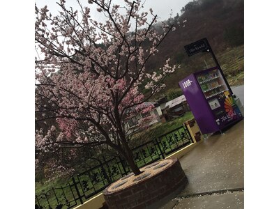 春には梅が綺麗な駐車場で一息して頂けます☆