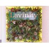 ラヴィニティ 北千住店(Lavinity)のお店ロゴ