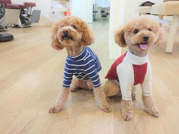 白うさぎ整骨院/非常勤スタッフまるはる