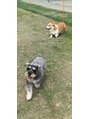 アマナムグリーン(Amanam green)&nbsp;マッサージは受けるのも大好きです!犬たちからも好評 笑