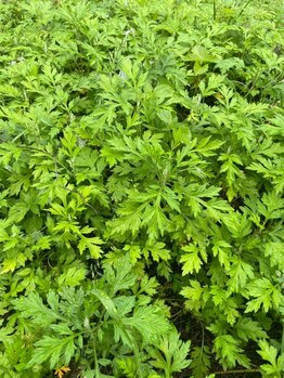 チタチタ(citacita)/品質へのこだわり(ハーブセラ)