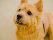 ソピアー(SOPIAH)/看板犬セロイで癒します。