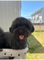 レム 青木島(REM)&nbsp;9歳のデカプー飼ってます！