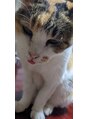 あい鍼灸整骨院&nbsp;愛猫のナナ♀☆彡