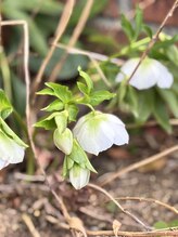 たかはし治療院/玄関のクリスマスローズ