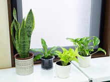 馨和整体院(けいわ整体院)/観葉植物でリラックスを