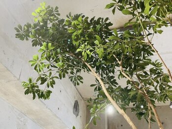 ベリルスパトリートメント(BERYL SPA TREATMENT)/植物にも癒される/ヘッドスパ