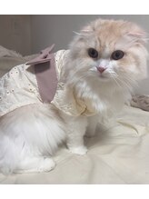 ラビット(Lovit) Anna