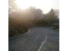 おとぎの宿 米屋さん入口の道路は桜がとても綺麗です。
