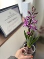 ピラティスコパー(Pilates Copar.) ヒヤシンスが美しい。観葉植物を育てると癒される