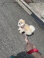 キュープ 富山店(Qpu)&nbsp;実家で飼っているポメラニアンのもこ★羨ましいくらい小顔です！