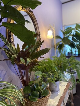 リリーアンドピオニー(Lily&Peony)/緑豊かな店内