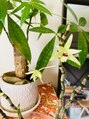 ドクタープラント 北心斎橋店(DR PLANT)&nbsp;石斛蘭の花が咲いてます