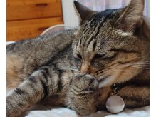 さかい整体院の雰囲気（看板猫。犬猫は施術室とは別の場所にいます）