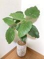 サロンルナ(Salon Luna) 観葉植物が好きで、サロンも緑に囲まれる癒しの空間です