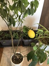 整体院 菫(sumire)/店内植物☆