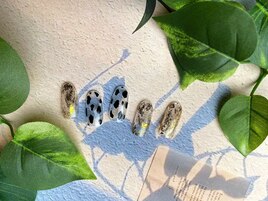 アニマル×金箔¥6500