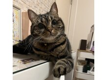 リクらむの雰囲気（超人懐っこい看板猫のラムです♪）